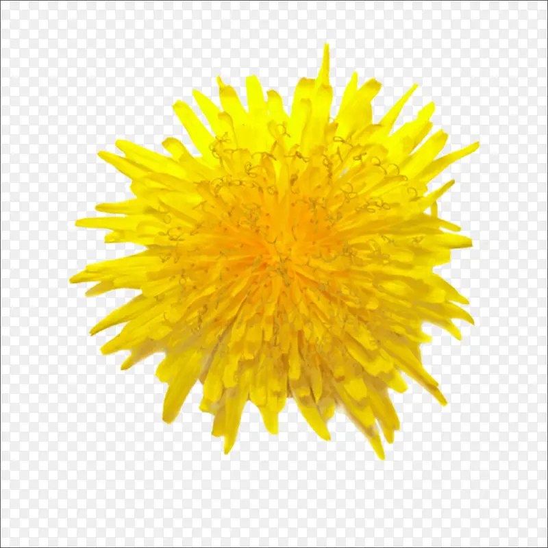 重阳鲜花