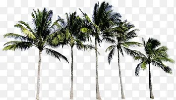 一排绿色椰子树