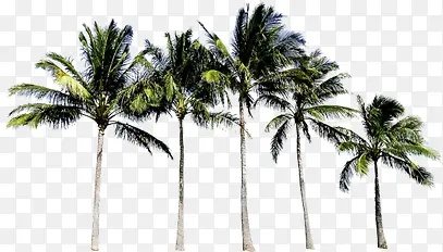 一排椰子树夏天