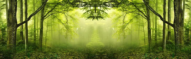 唯美绿色深林