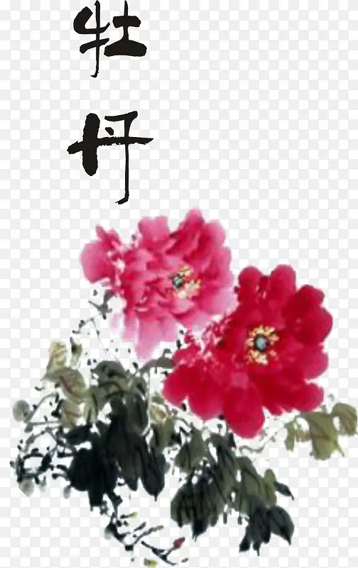 红色牡丹