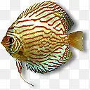 条纹热带鱼元素
