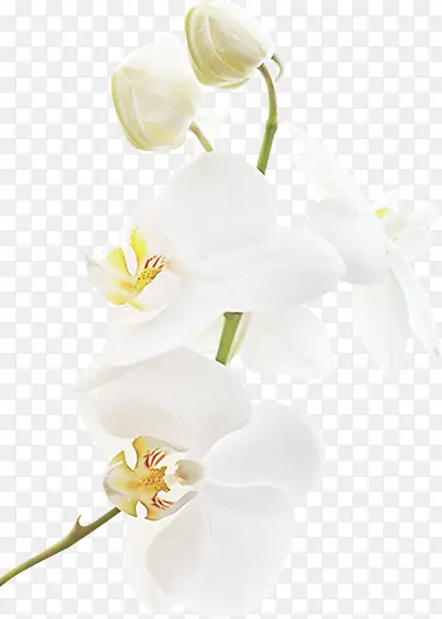 海报情人节白色花朵设计效果