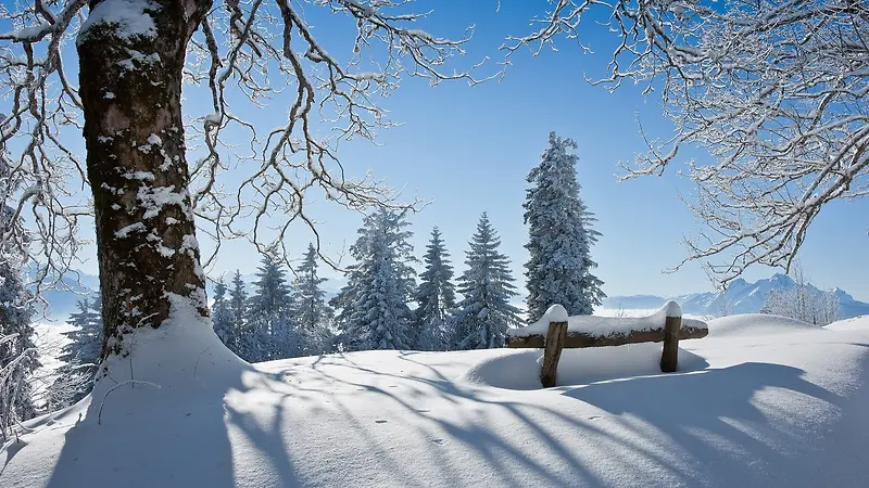 雪后的大树雪地阳光
