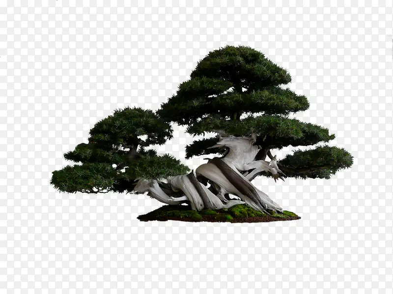 绿色灌木大树松树