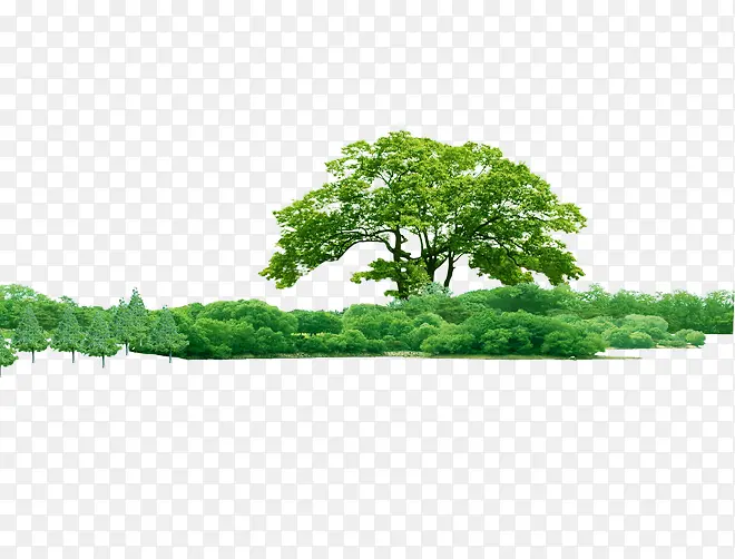 茂密树木