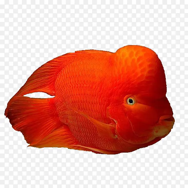 热带红财神鱼