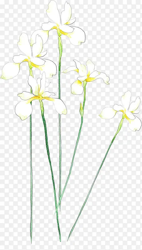 黄白色手绘春季花朵