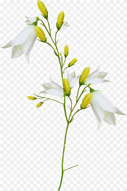 黄白色花朵
