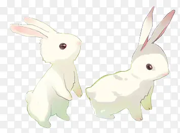 可爱的白色兔子