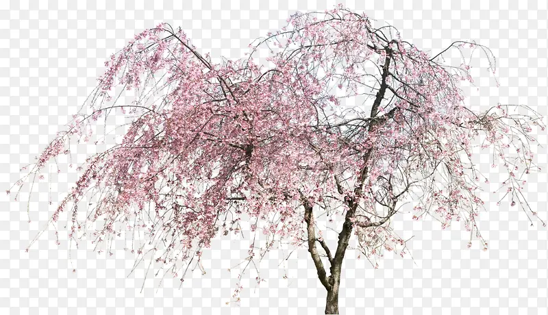 桃树 桃花 立面树