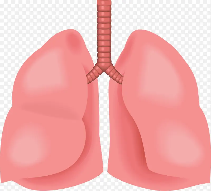 心肺器官矢量图