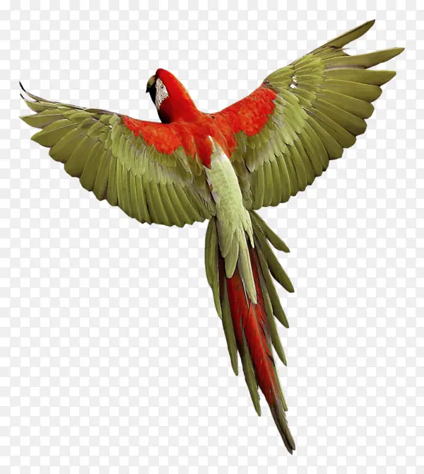 红背鹦鹉