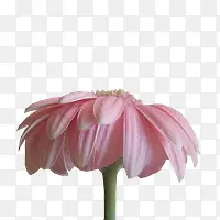 花径浅粉花朵