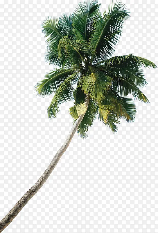 高清海岛椰树PNG