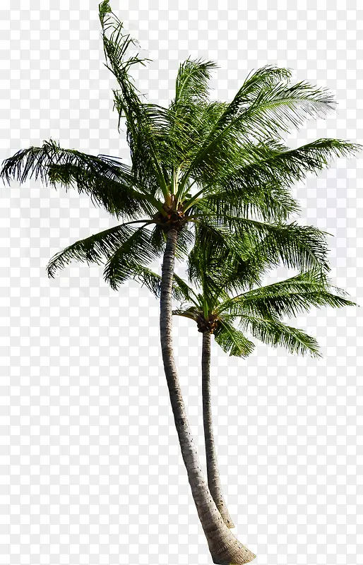 夏日海岛植物椰子树