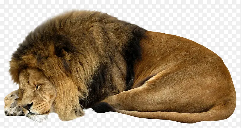 一头熟睡的狮子