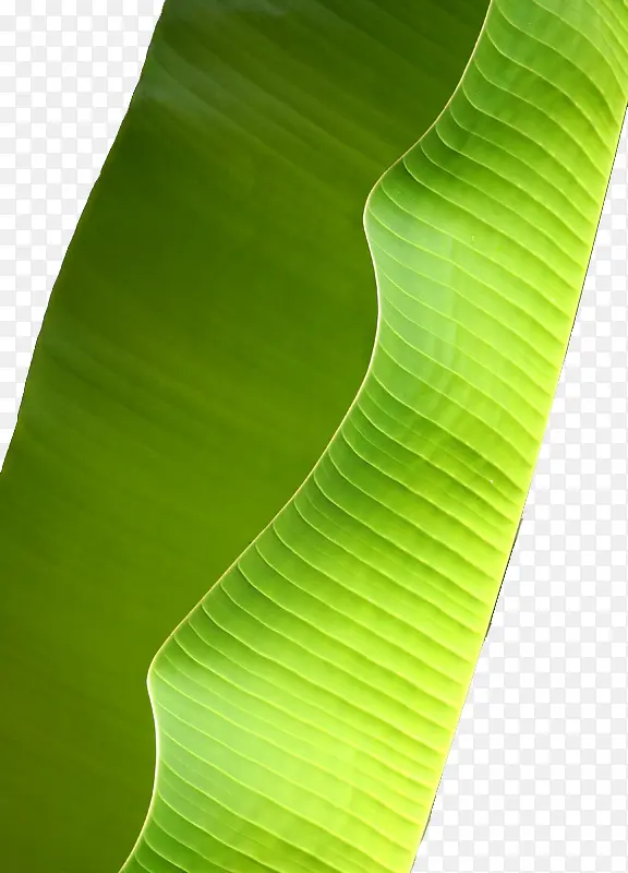 翠绿芭蕉树叶装饰
