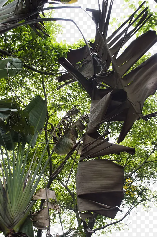 热带风情芭蕉树叶