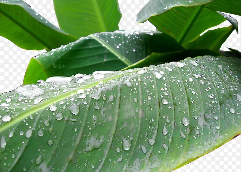 雨打芭蕉树叶