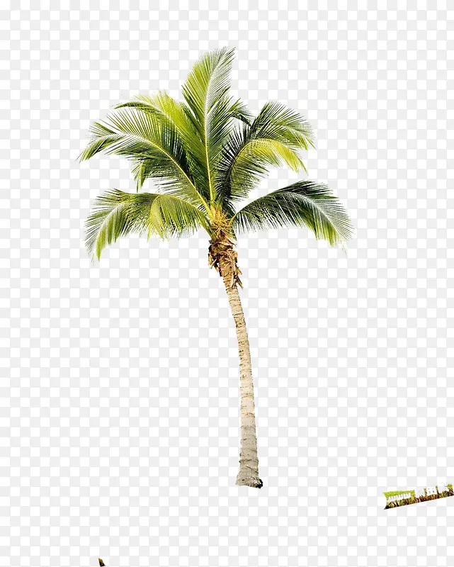 摄影夏日海报椰子树