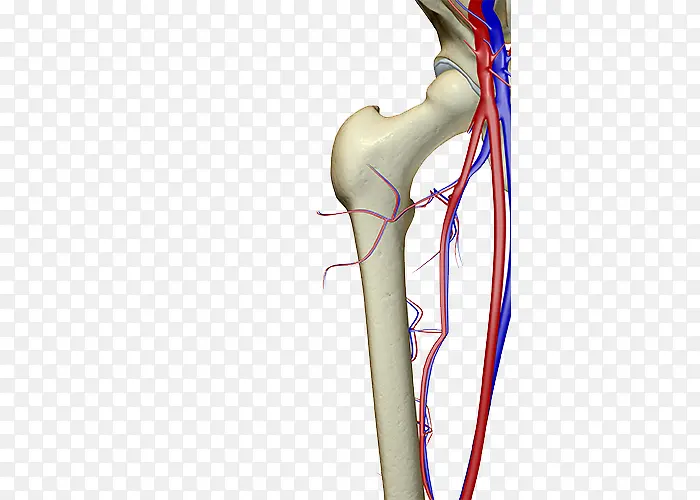 骨骼血管