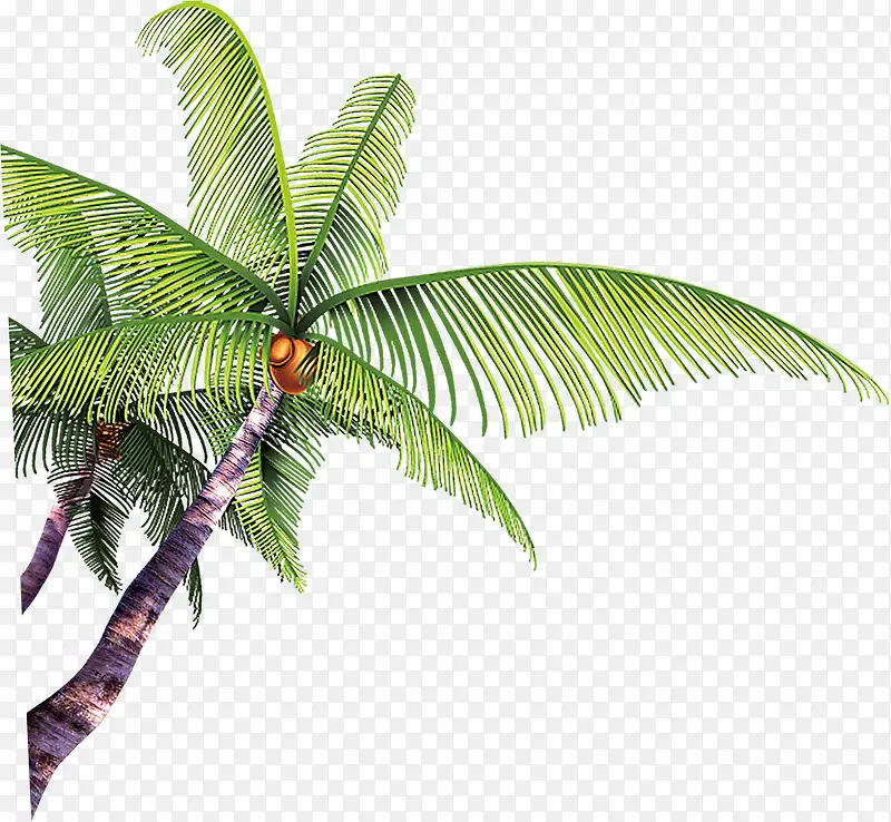 摄影椰子树效果图