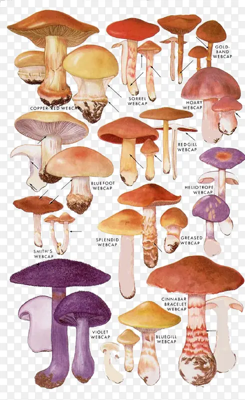 卡通蘑菇香菇