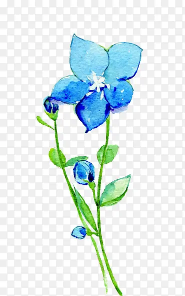野蔷薇蓝色花朵彩绘花朵
