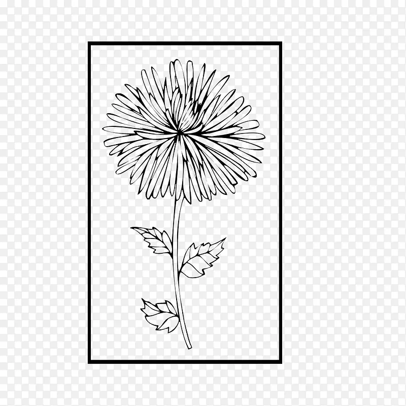 一朵菊花
