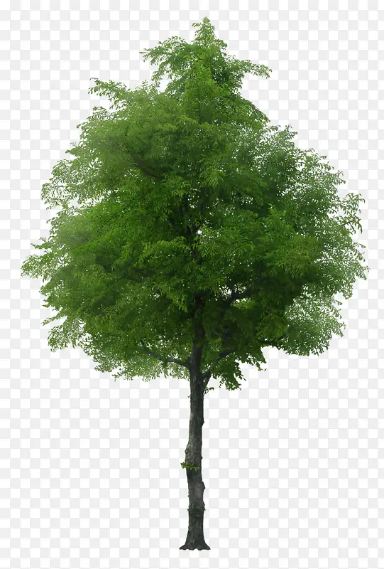 立面树生长茂盛的绿色树木