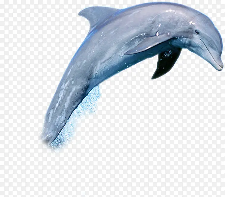 海洋鲸鱼海豚高清