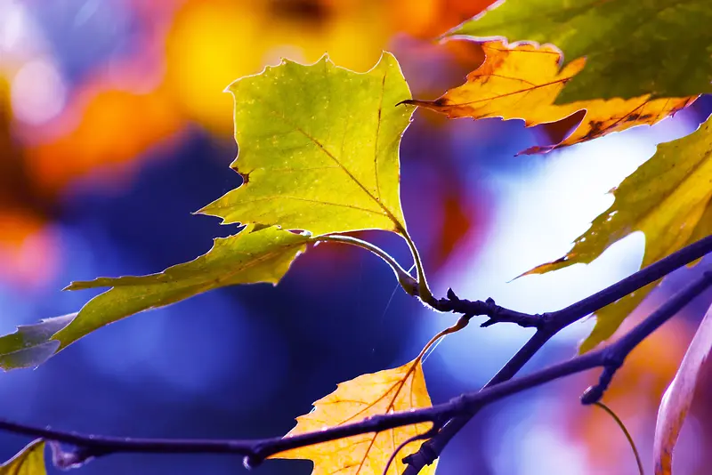 秋天树叶摄影