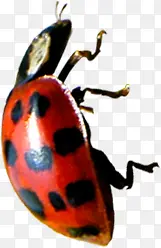 夏日卡通颜色昆虫