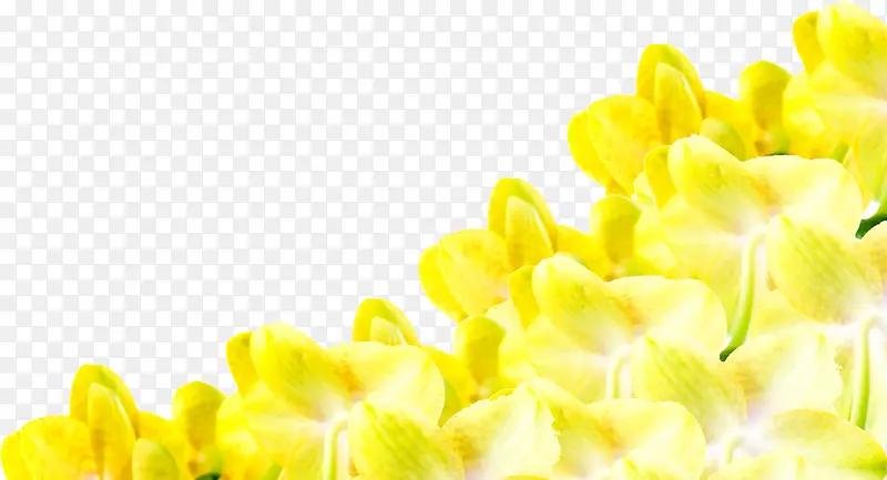 合成创意高清摄影黄色的花丛