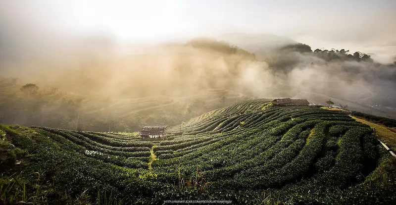 云雾模糊的绿色茶园