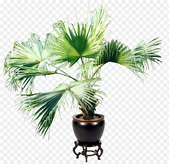 PNG美丽的棕榈树盆栽