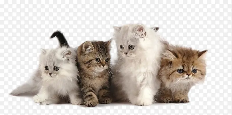 四个小猫