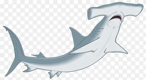 扁头鲨