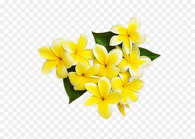 黄色鸡蛋花