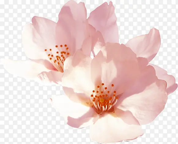 粉色淡雅唯美花朵盛开