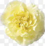 黄色淡雅盛开花朵