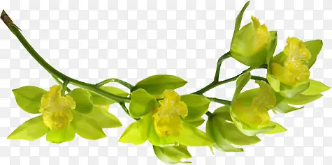 高清清凉绿色黄色花