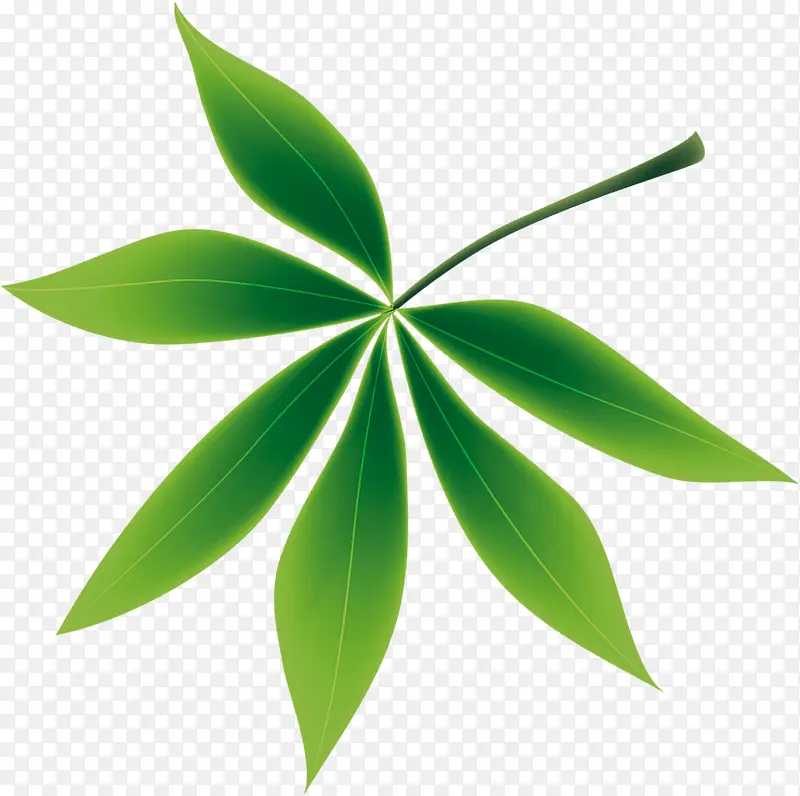 一片绿色五瓣树叶