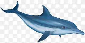 蓝色流畅线条海豚素材