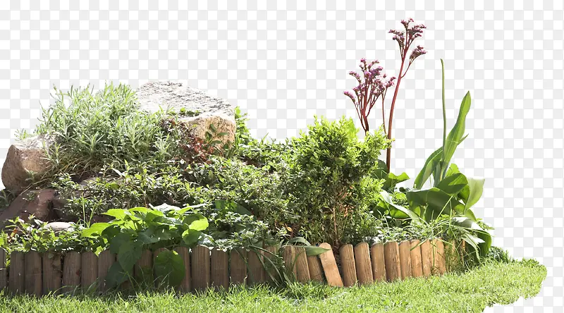公园花园绿色植物