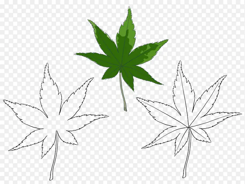 手绘枫叶