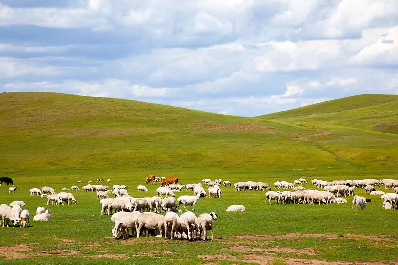 成片羊群牧羊青草