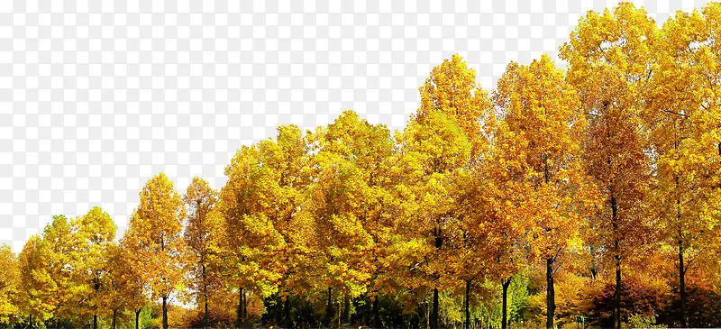 一片秋天的树木