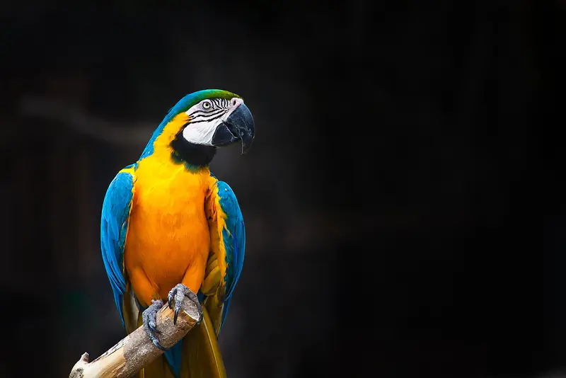 鹦陚鸟类摄影大图